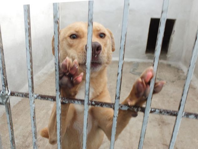 Romeo, pieno di voglia di vivere - Foto 4