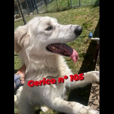 GERICO UNA MERAVIGLIA IN GABBIA CANE IN ADOZIONE - Foto 4