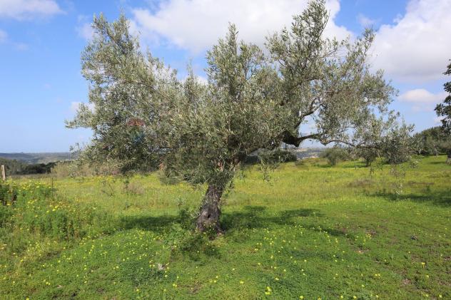 Terreno in vendita a Vittoria - Foto 10