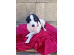 GIRONE, 15 KG, E GIMA, 11 KG, 7 MESI (01/01/26), CHIUSI IN CANILE !!!!