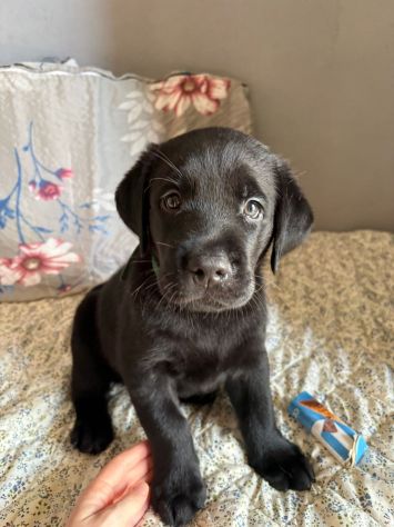 Cuccioli di Labrador - Foto 3