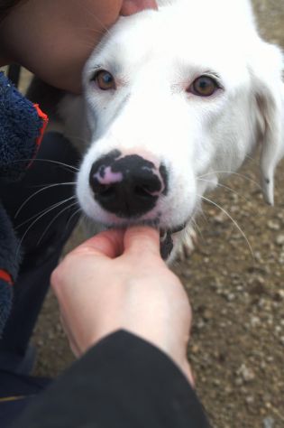 Blanche, una cucciola cresciuta in canile - Foto 4