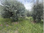 Pentalocale in vendita a Rosignano Marittimo