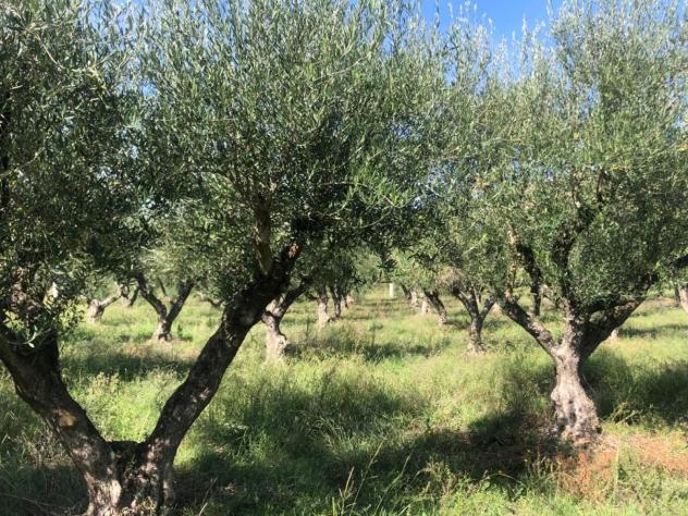 Agricolo in Via Frascinelle - Foto 12