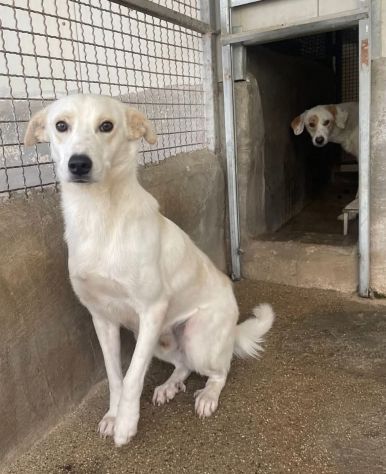 OLAF OLIMPIA CANI IN ADOZIONE DI COPPIA - Foto 3