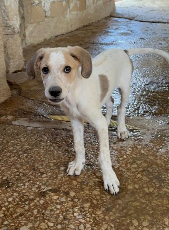 CAROTINO CUCCIOLO IN ADOZIONE - Foto 3
