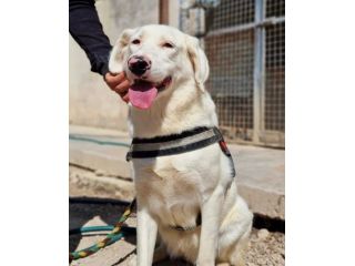 Blanche da cucciola vive in canile