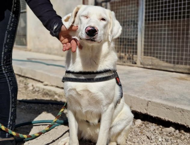 Blanche da cucciola vive in canile - Foto 3
