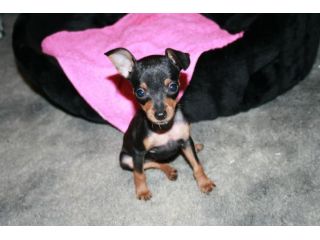 Bellissimo Cucciolo di Pinscher