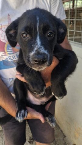 CUCCIOLI 3 MESI Taglia media - Foto 2