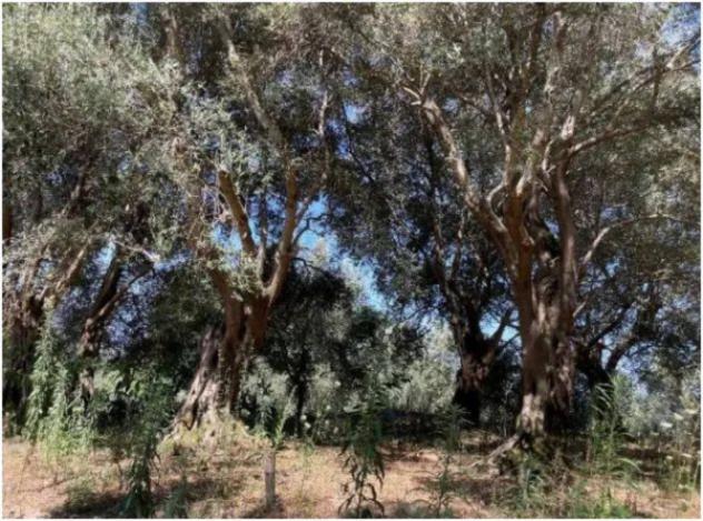 Immobile in asta di 62700 m² in vendita a Galatro - Foto 13