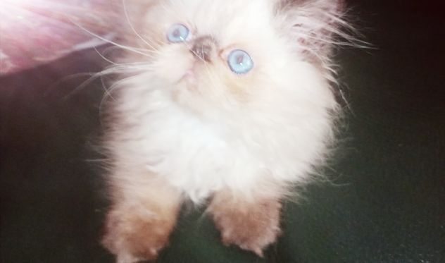 Cuccioli gatto Persiano - Foto 4