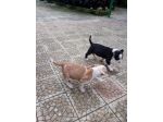 Allevamento e Cuccioli Amstaff zona Potenza e Matera con pedigree
