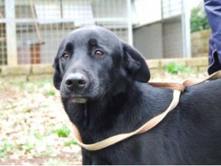 UGO, un cane adatto a tutti