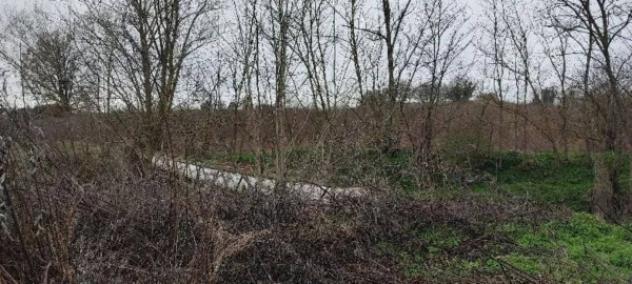 Immobile in asta di 50960 m² in vendita a Siena - Foto 13