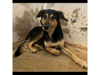 ZAPATA RASSEGNATO ALLA FORZATA R3CLUSIONE, CANE IN ADOZIONE
