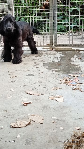 Cocker maschi - Foto 2
