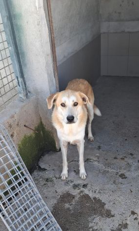 THOR 2 ANNI SIMIL LABRADOR TAGLIA MEDIA - Foto 6