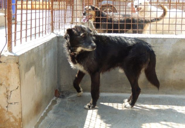 PIPPO, dolcissimo cagnolone ben socializzato - Foto 5