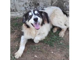 CANE IN ADOZIONE: PEGGY