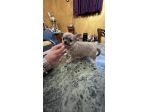 Femmina chihuahua