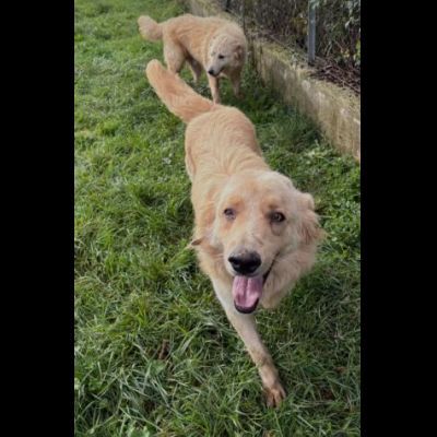 TIMON DOLCISSIMO simil Golden retriever cane in adozione - Foto 5