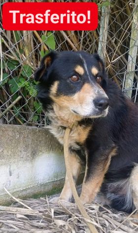GATSBY CAGNOLINO IN ADOZIONE