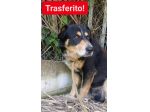 GATSBY CAGNOLINO IN ADOZIONE
