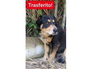 GATSBY CAGNOLINO IN ADOZIONE