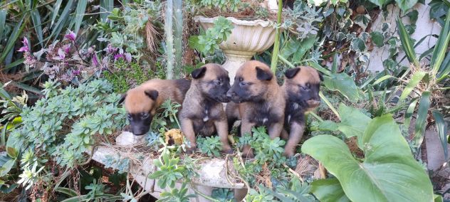 Allevamento Pastore Belga Malinois Cuccioli con pedigree Napoli Salerno - Foto 3