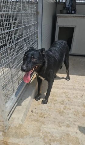 Carlo: timido, dolce, socievole, affettuoso - Foto 6