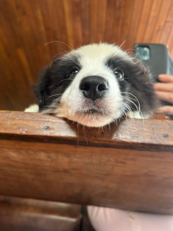 Cuccioli Border Collie di alta genealogia - Foto 7