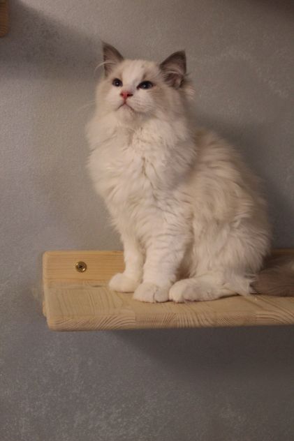 Ragdoll cuccioli - Foto 7