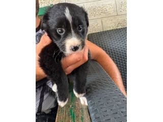 Moka cucciola