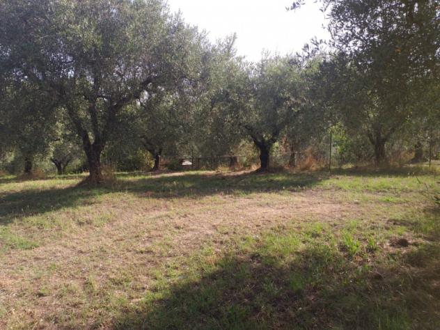 Agricolo in Via XII Apostoli - Foto 2