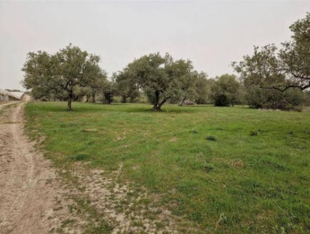 Immobile in asta di 53290 m² in vendita a Mazzarrone - Foto 16