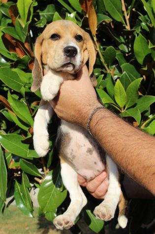 Cucciola Beagle - Foto 2