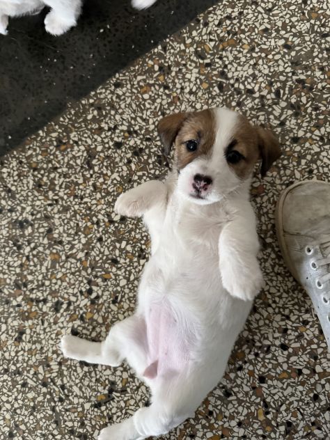 Cuccioli di jack Russell - Foto 8