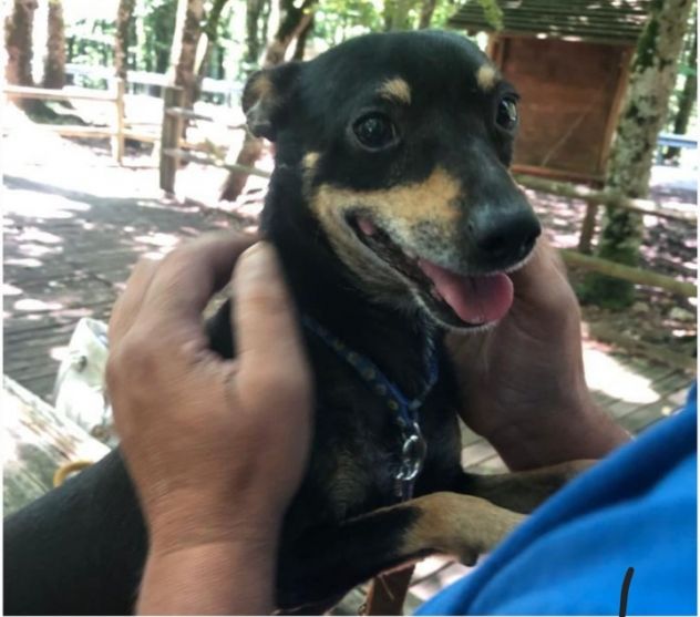 Pinscher 6/7anni da 2anni in un recinto!!! SOS CASA FOGGIA