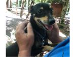 Pinscher 6/7anni da 2anni in un recinto!!! SOS CASA FOGGIA