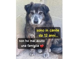 OSCAR 12 ANNI 14 KG circa taglia media piccola