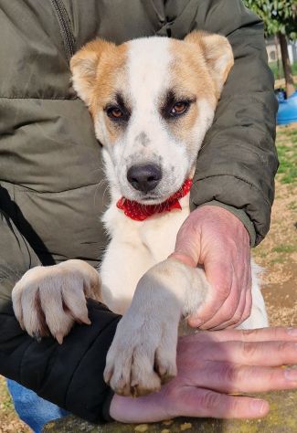 SIMON,NESSUNO CHIEDE DI TE!.....IN CANILE! - Foto 4
