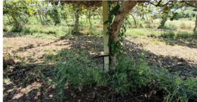 Immobile in asta di 403360 m² in vendita a Cittanova - Foto 7