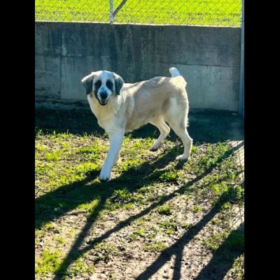POMEZIA BELLISSIMA CAGNOLONA IN ADOZIONE - Foto 3