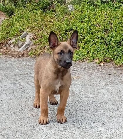 Cuccioli Malinois