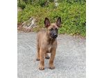 Cuccioli Malinois