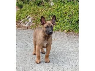 Cuccioli Malinois