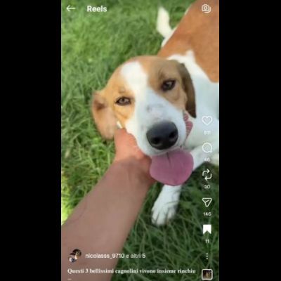 I CUCCIOLI DIMENTICATI ZACK e ZELDA tg medio contenuta, cane in adozione - Foto 2