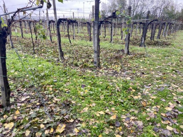 C025. TRA CARPI E CAMPOGALLIANO. TERRENO AGRICOLO USO VIGNETO PRODUTTIVO. - Foto 10