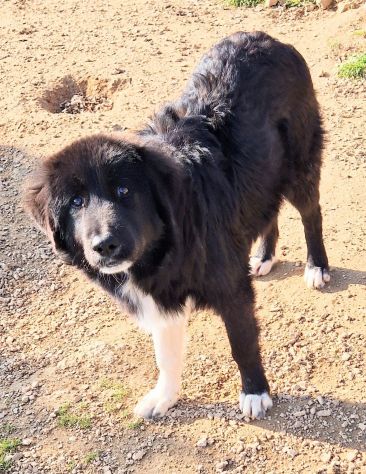 CHIAMA PER QUEGLI OCCHIONI TRISTI!MAX,IN CANILE! - Foto 7